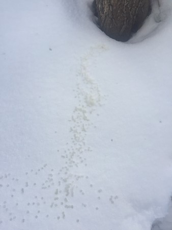 カエデの樹液4