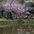鶴の噴水がある池の桜