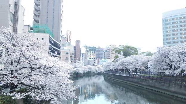 天神中央公園とこの桜 写真共有サイト フォト蔵