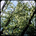 Callery Pears and the Phone Lines 5-15-15