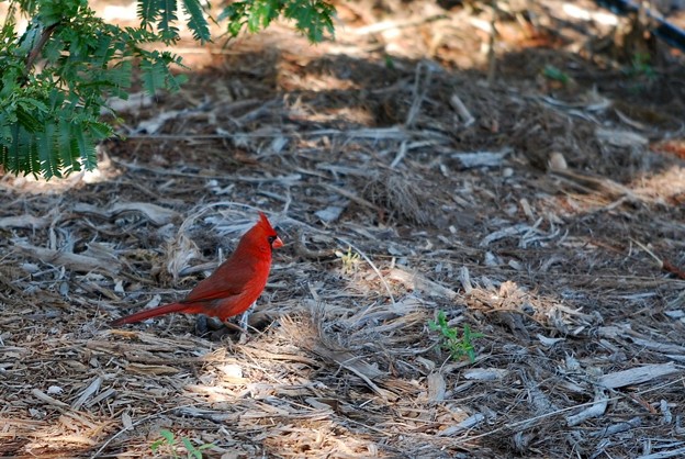 A Cardinal at the Botanical Garden 4-21-16