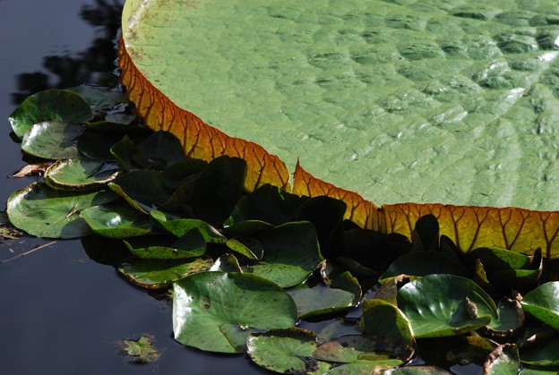 Amazon Giant Water Lily and Water Lily Pads 8-4-16