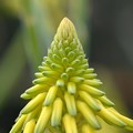 Tree Aloe III 11-15-16