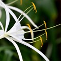 Mangrove Spider-Lily 11-15-16