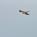 Swallow-Tailed Kite 3-25-17