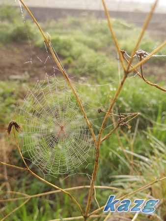 霧の朝の蜘蛛の巣