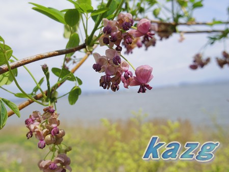 児島湖畔のアケビの花
