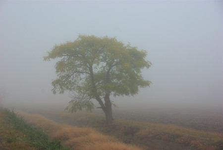 朝霧の田園風景