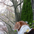 Photos: 染井吉野は散ったけど、今度は八重桜だね～