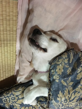 変なお顔うみちゃん