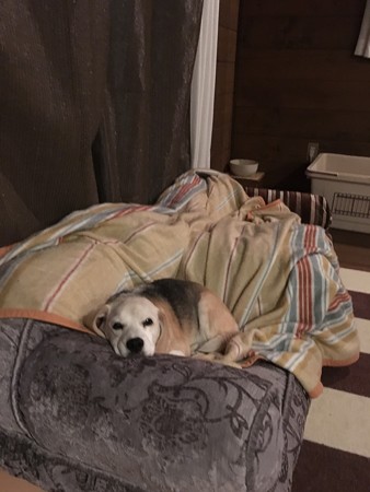 頂き物のベッドにご満悦のうみちゃん