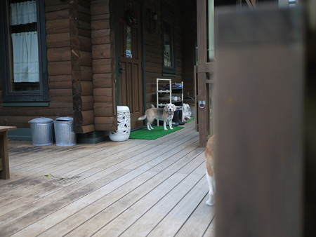 早くドア開けてくだちゃい