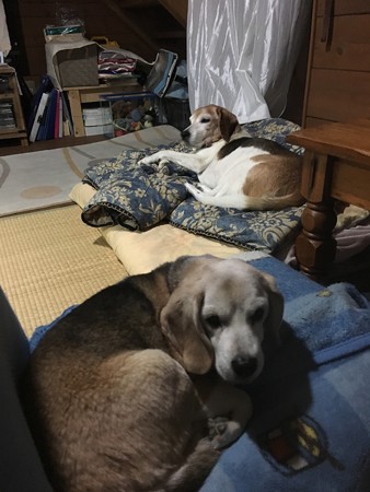 出かける時は、僕たちも一緒だよ(もちろんです!)
