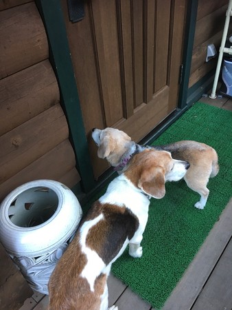 おかーさん、僕も寒いーっ