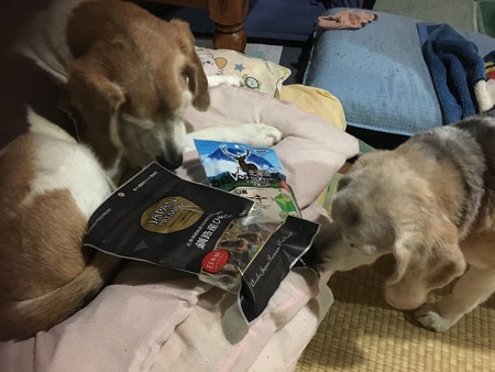 お土産に群がるビーグル