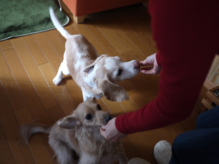 ぱくぱくぱく!