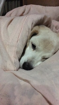 夜遅くまで読書ちてないで、電気消ちてくだちゃい