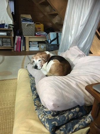 僕たち寝不足だよ(うそつけー!笑)