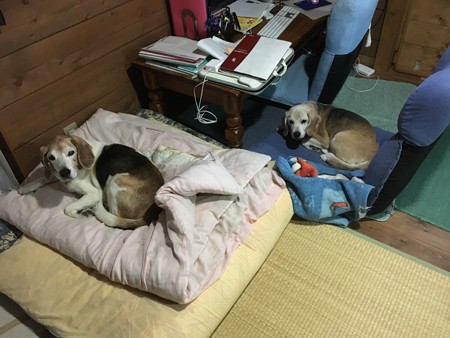 あたちたちのマッサージも忘れずに!
