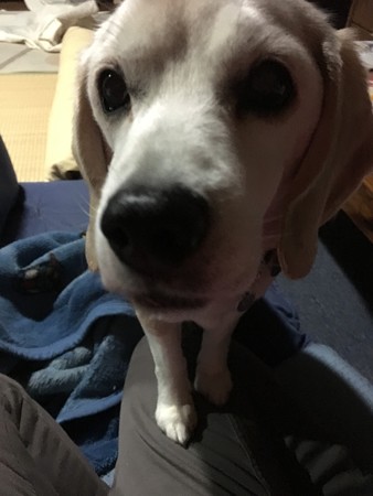 携帯でも可愛いうみちゃん