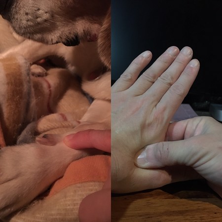 犬と人間の「合谷」ツボ