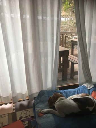 いつもちゃんとカーテンは閉めるのに、なぜか直ぐにちょこっとだけ開けられてる(シニアでもまだまだ番犬だな)