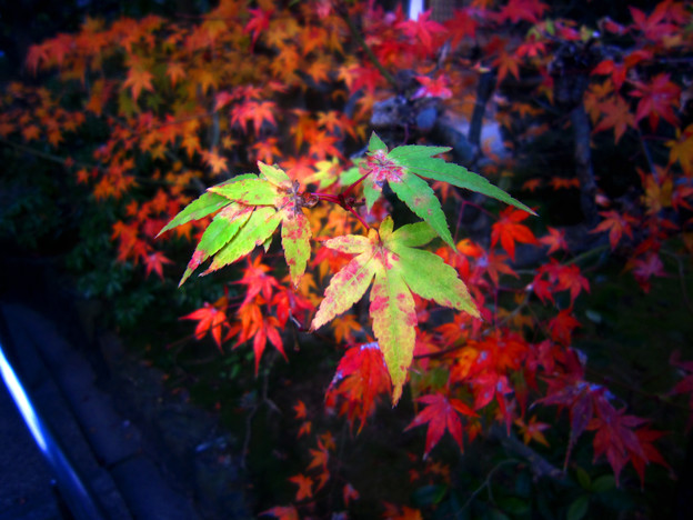 紅葉