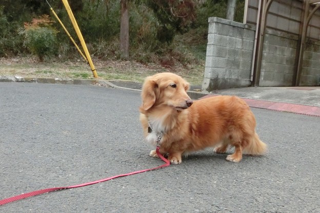 散歩