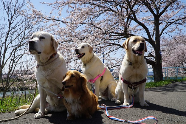 わんこと桜