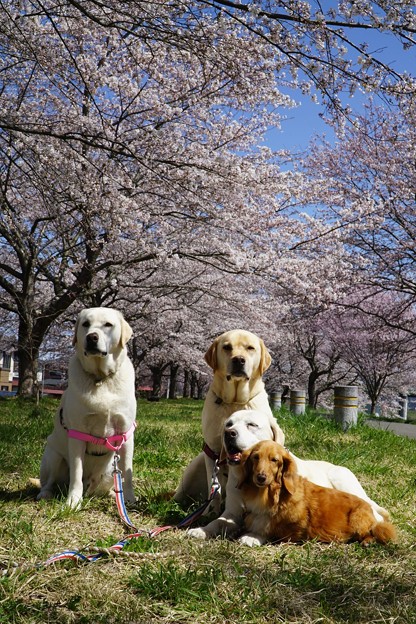わんこと桜