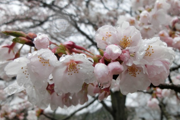 雨桜
