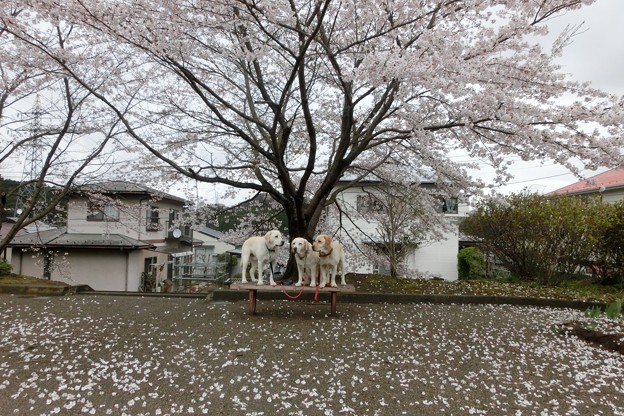 雨桜