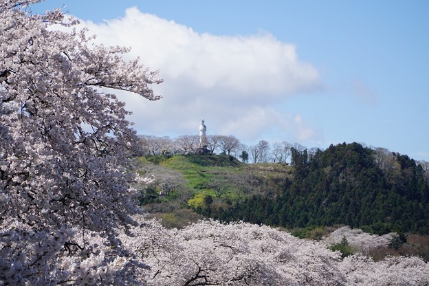 今日の桜
