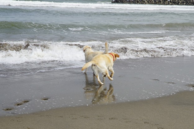 海
