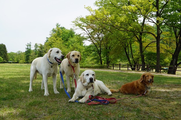 公園