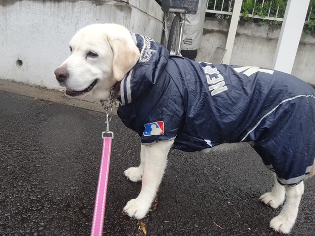梅雨入り日
