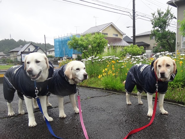 梅雨入り日