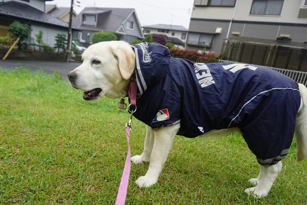 雨降り日