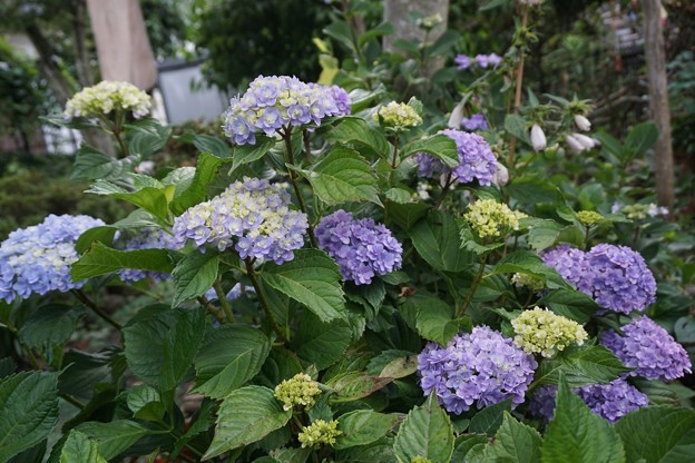 庭の紫陽花