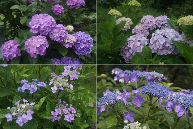 紫陽花
