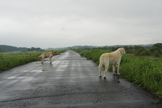 小雨中