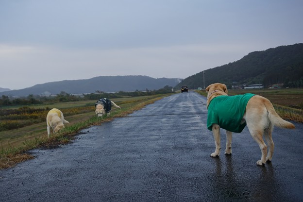 小雨中