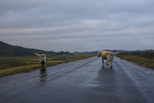 小雨中