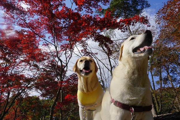 お山で