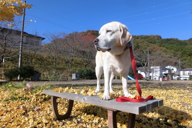イチョウ