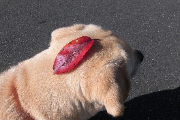サクラ