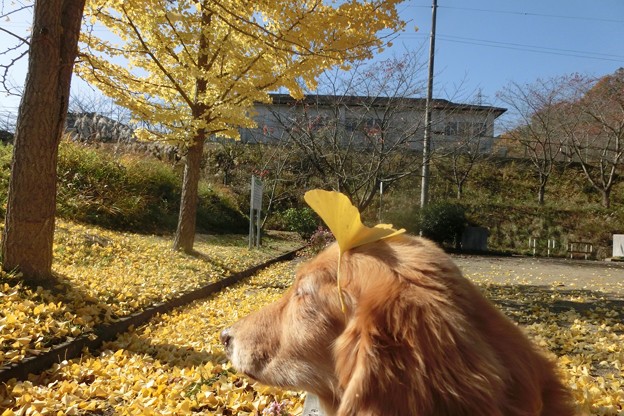 イチョウ