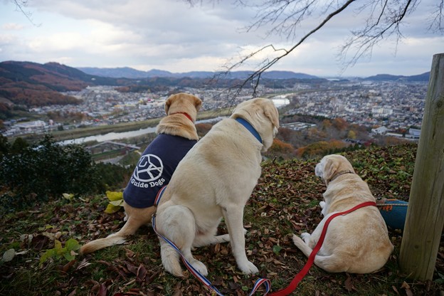 お山の公園