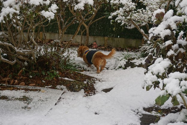 雪の朝