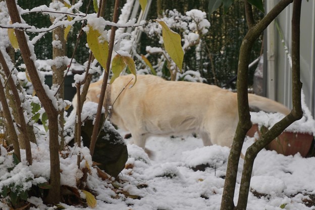 雪の朝